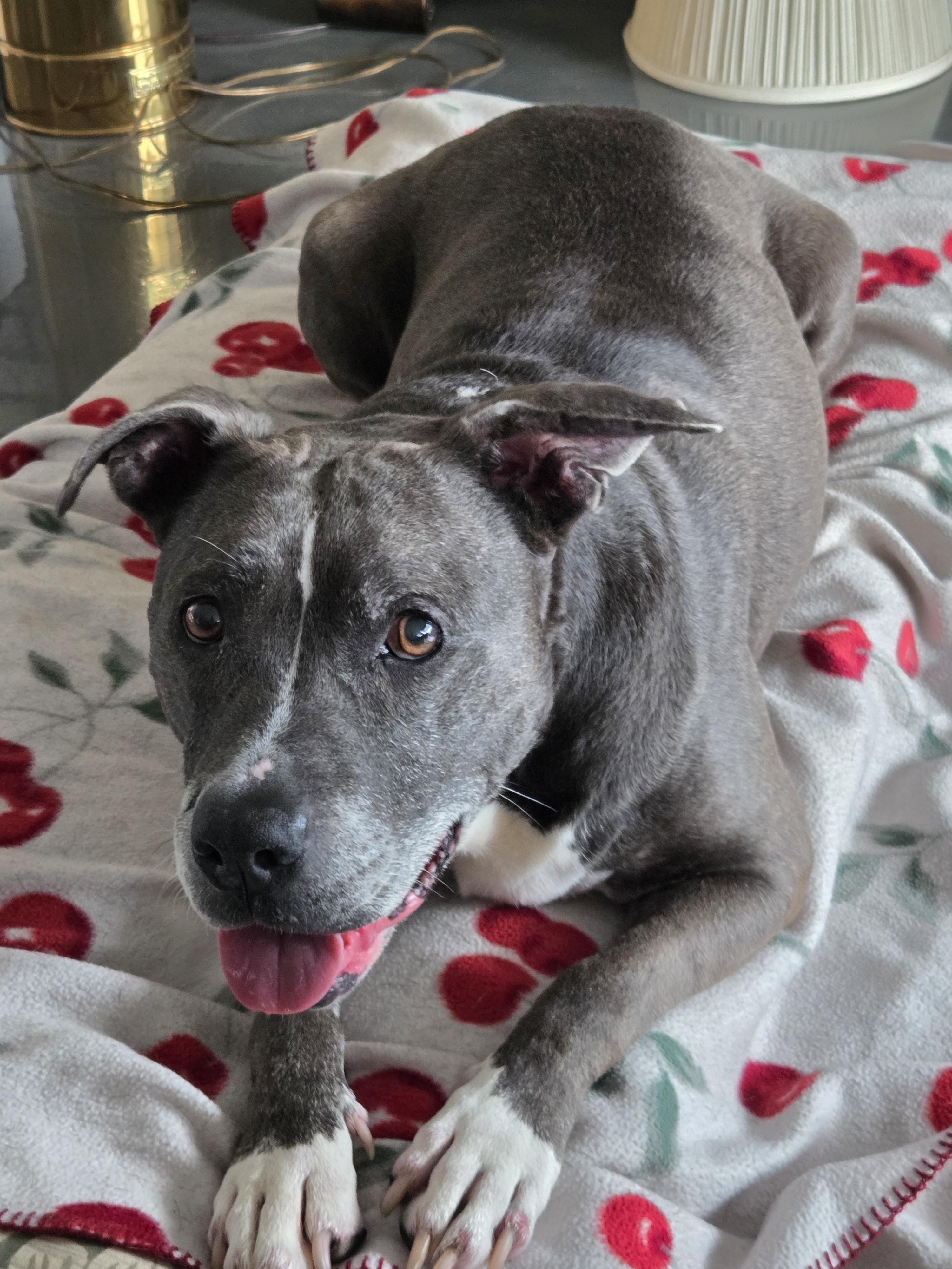 Poncho the Pitbull - A rescue dog with a heart full of joy
